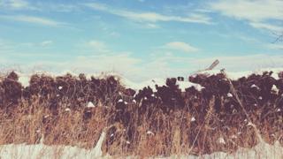 Momo the dog hiding on a hill