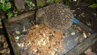 Appropriate food for a hedgehog