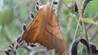 Dusky thorn