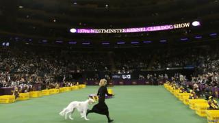 A hound runs during the Westminster Kennel Club Dog Show