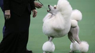 A Standard Poodle is judged during competition in the Non-Sporting Group