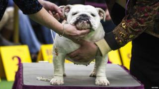 This judge is checking out the musculature of an English Bulldog.