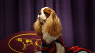King Charles Cavalier Spaniel