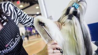 Shih Tzu