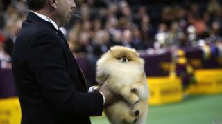 A man in a suit holding a Pomeranian dog during the show