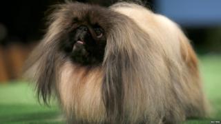 GCH Palacegarden Malachy