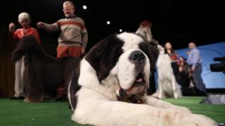 St. Bernard