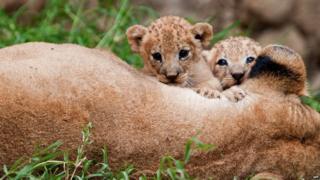 Two lions born in captivity twenty days ago, play with their mother at the zoo in Cali, Valle del Cauca department, Colombia, on February 11, 2013.