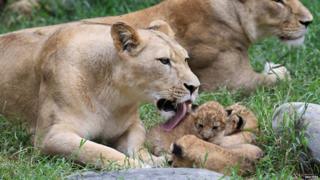 A lioness licks her cubs.