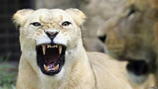 A snarling lioness.