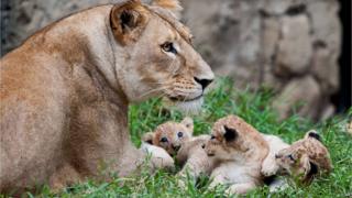 A lioness sat with her cubs.