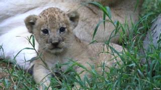 A lion cub in the grass.