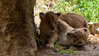 Two lion cubs play next to a tree.