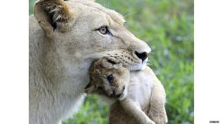 A lioness carries a cub.