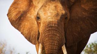 Elephant