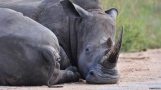 A Rhino resting on the ground