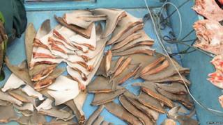 Shark fins