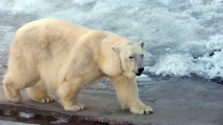 Polar bear