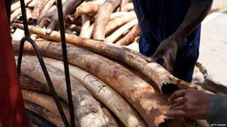Illegal ivory