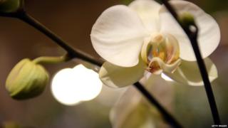 Orchid
