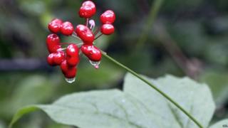 Chinese ginseng fruits
