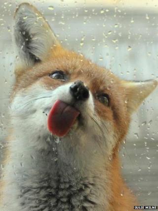 Licking fox