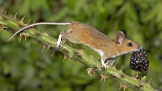 Wood mouse with blackberry