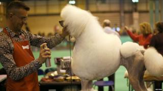 A man grooms a poodle during the second day of the Crufts Dog Show in Birmingham, central England March 8, 2013