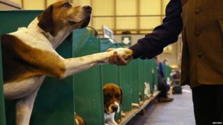 A man shakes the paw of a Foxhound during the first day of the Crufts Dog Show in Birmingham, central England March 7, 2013