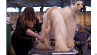 An Afghan Hound is groomed during the first day of the Crufts dog show in Birmingham, in central England on March 7, 2013.
