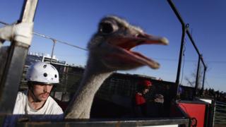 Ostrich