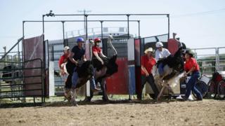 Ostriches racing