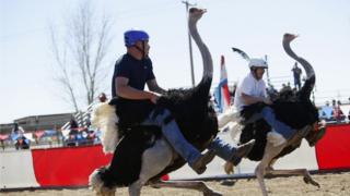 Ostrich racing