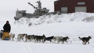 Sled dogs