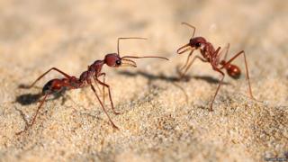 Bulldog ants communicating
