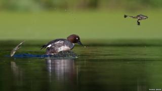 Frogs jumping free of log as duck arrives