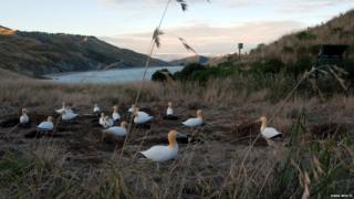 Decoy Northern gannets in New Zealand