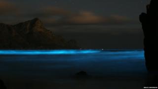 "Blue tide" caused by luminous dinoflagellates