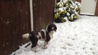 A dog in a garden