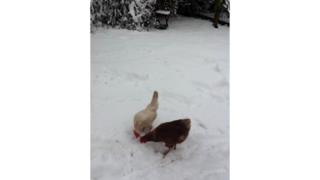 Chickens in the snow