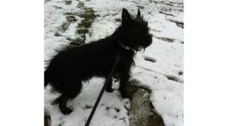 Dog in the snow