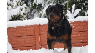 Dog in the snow