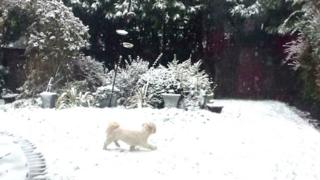 A dog in a snowy garden