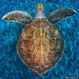 Turtle in water