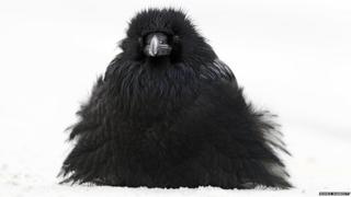 'Fluff-up' by John E Marriott