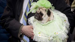 Chloe the dog wearing a special Easter bonnet
