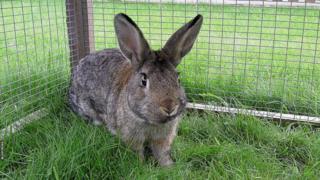 A browny grey rabbit