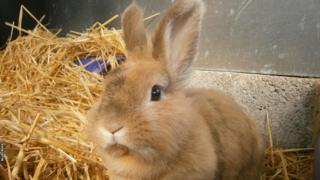 Ginger and brown bunny rabbit