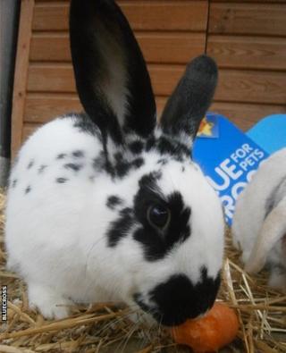 Black and white spotty rabbit eating a carrot