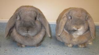 A grey rabbit and a brown rabbit